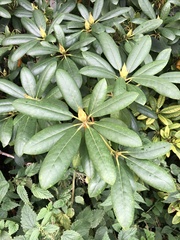 Rhododendron