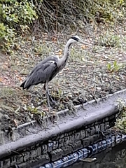 Ardea cinerea