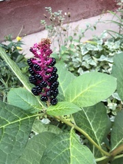 Phytolacca acinosa