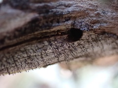 Caliciaceae