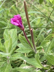 Epilobium