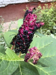 Phytolacca acinosa