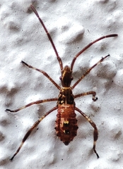 Leptoglossus occidentalis