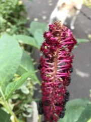 Phytolacca acinosa