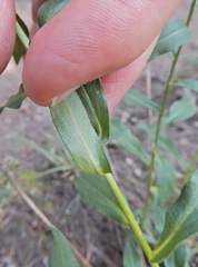 Erigeron formosissimus