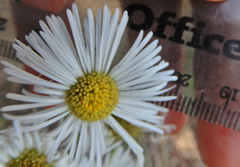 Erigeron formosissimus