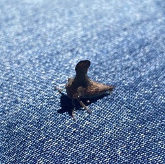 Glossonotus acuminatus