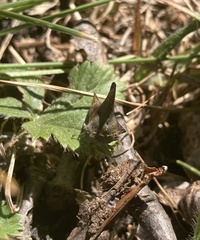 Glossonotus acuminatus
