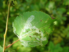 Phyllocnistis labyrinthella