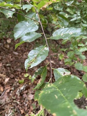 Eriophyes cerasicrumena