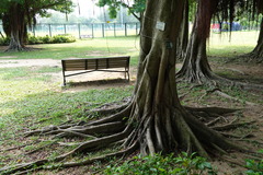 Ficus microcarpa