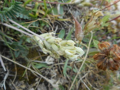Galegeae