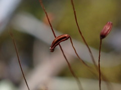 Tortella tortuosa