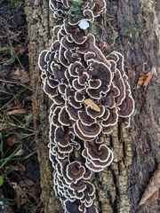 Trametes versicolor