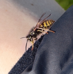 Vespula vulgaris