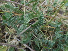 Galegeae