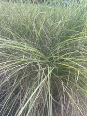 Miscanthus sinensis