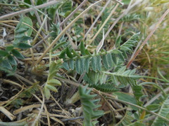 Galegeae