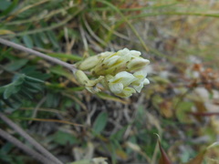 Galegeae