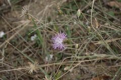 Centaurea arenaria