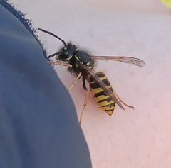 Vespula vulgaris
