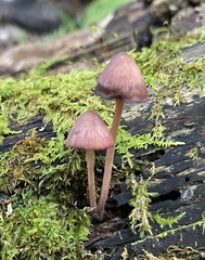 Mycena haematopus
