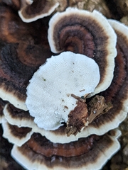 Trametes versicolor