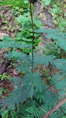 Calliandra houstoniana