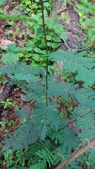 Calliandra houstoniana