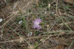 Centaurea arenaria