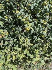 Hypericum prolificum