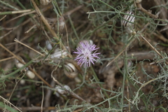 Centaurea arenaria