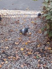 Columba livia domestica
