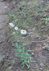 Erigeron formosissimus