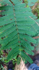Calliandra houstoniana