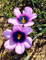Moraea melanops