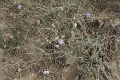 Centaurea arenaria