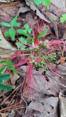 Calliandra houstoniana