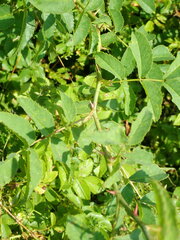 Rosa canina