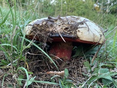 Rubroboletus satanas