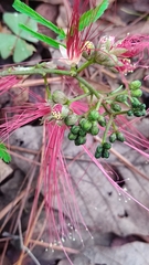Calliandra houstoniana