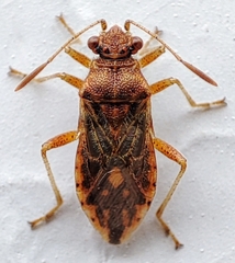 Rhopalus parumpunctatus
