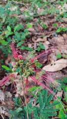 Calliandra houstoniana