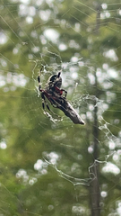 Neoscona domiciliorum