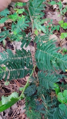 Calliandra houstoniana