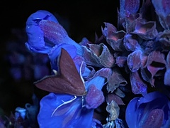 Pyrausta inornatalis