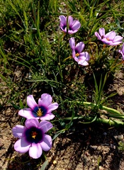 Moraea melanops