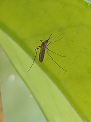 Aedes vexans