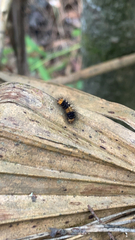 Hypercompe scribonia