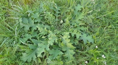 Carduus crispus